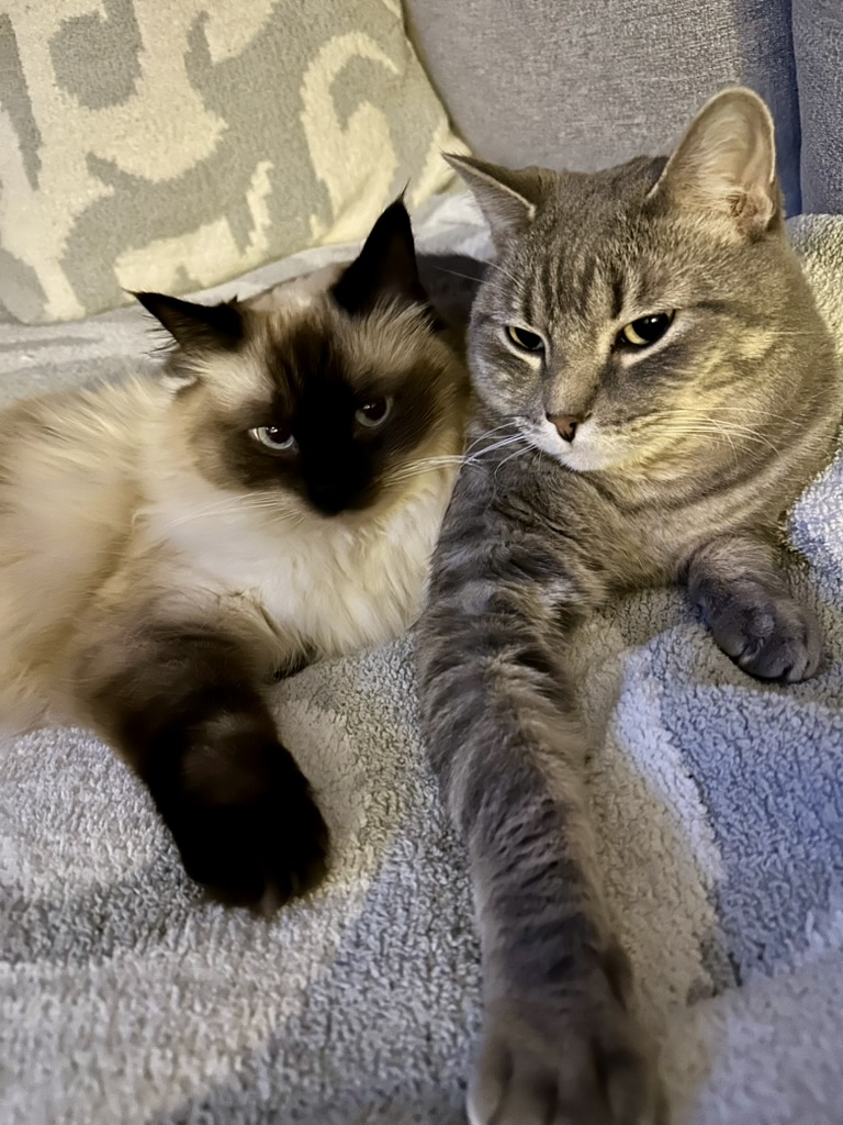Scott’s two cats relaxing together on a blanket
